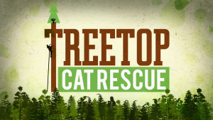 Treetop Cat